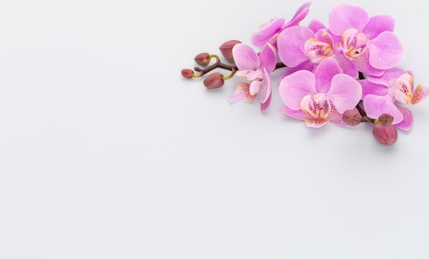 Pink orchid theme objects on pastel background.