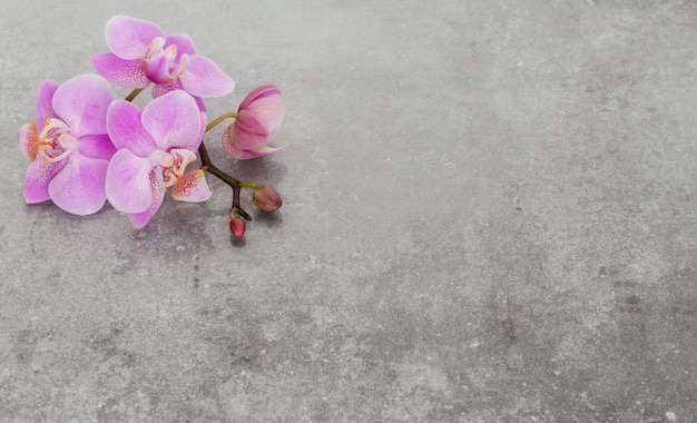 Foto oggetti a tema orchidea rosa su sfondo pastello.