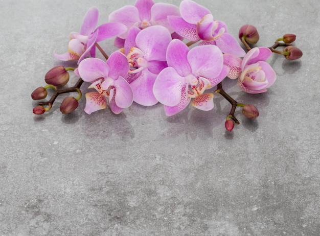 Pink orchid theme objects on pastel background.