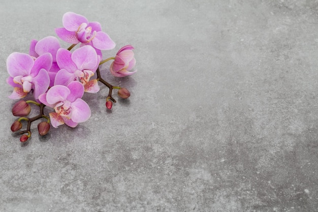 Photo pink orchid theme objects on pastel background