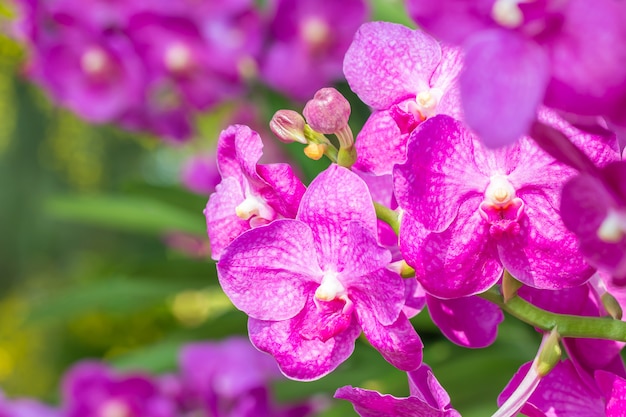 Orchidea rosa, vanda, fiori che sbocciano, in morbido stile sfocato, su bokeh di luce solare intensa e natura colorata, punto di messa a fuoco selettiva