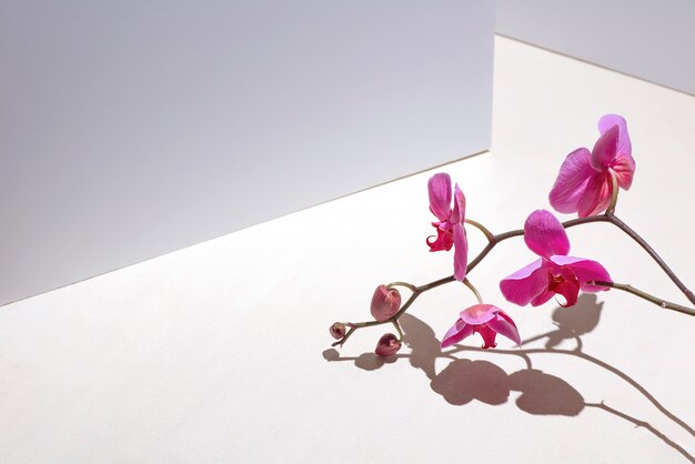 pink orchid on a white background