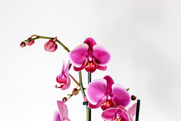 Pink orchid on a white background.