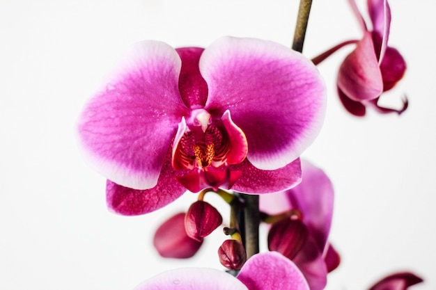 Pink orchid on a white background.