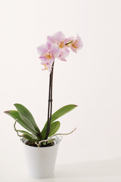 Photo pink orchid on white background