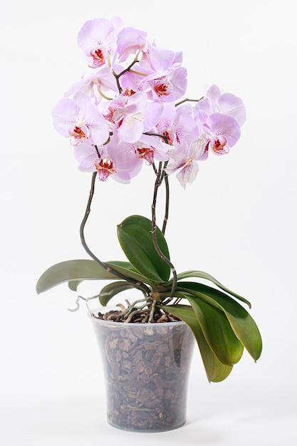 Photo pink orchid with a delicate lilac pattern on the petals in a flower pot.