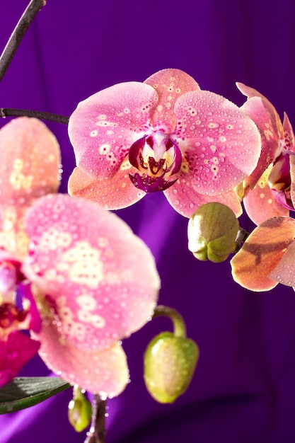Розовая орхидея с каплями воды.