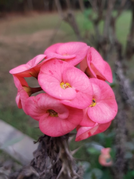 Pink orchid