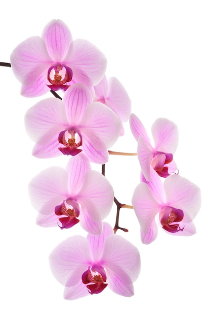 Pink orchid