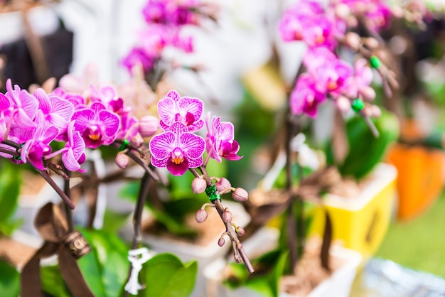 Pink Orchids flower