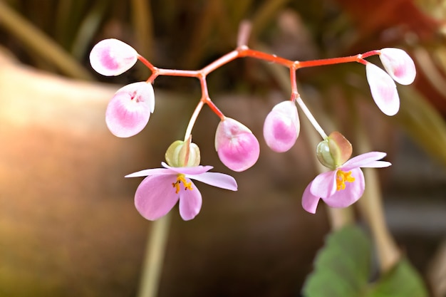 Pink orchids in garden