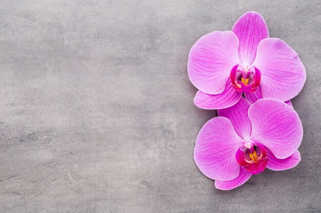 Pink orchids on grey.