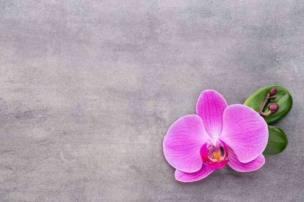 Pink orchids on grey.