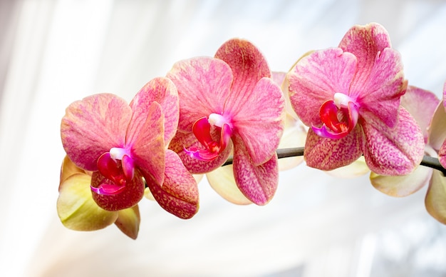 Pink orchids on a light background