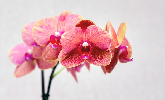 Pink orchids on a light background