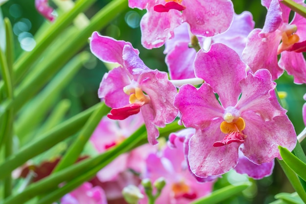 Photo pink orchids, mokara, vanda.