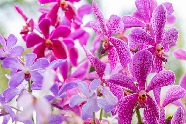 Photo pink orchids, mokara, vanda.