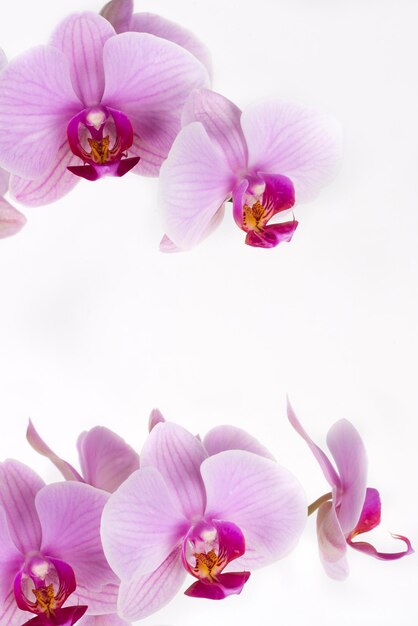 Pink orchids on a white background