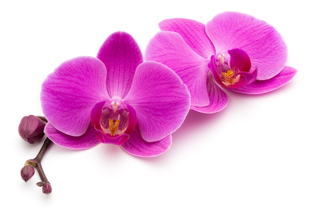 Pink orchids on the white surface.