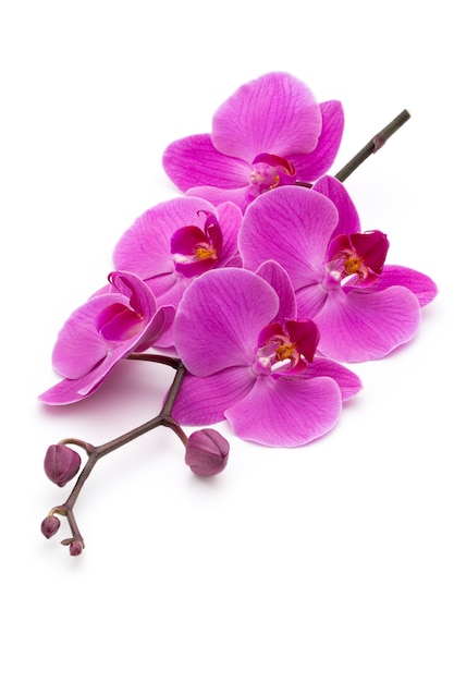 Pink orchids on the white surface.