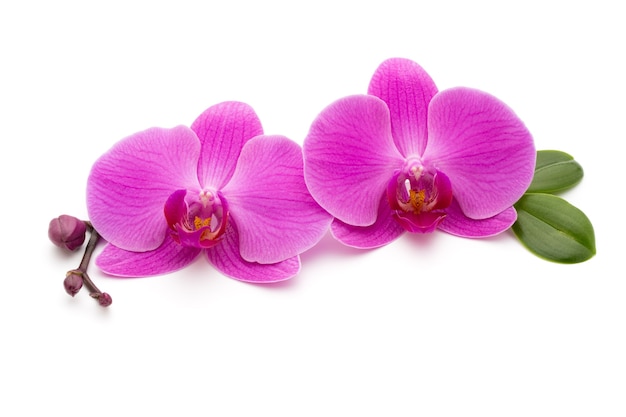 Pink orchids on white.