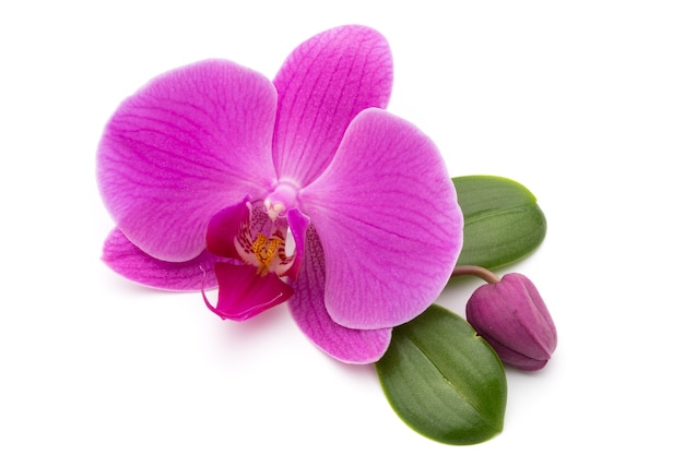 Pink orchids on white.