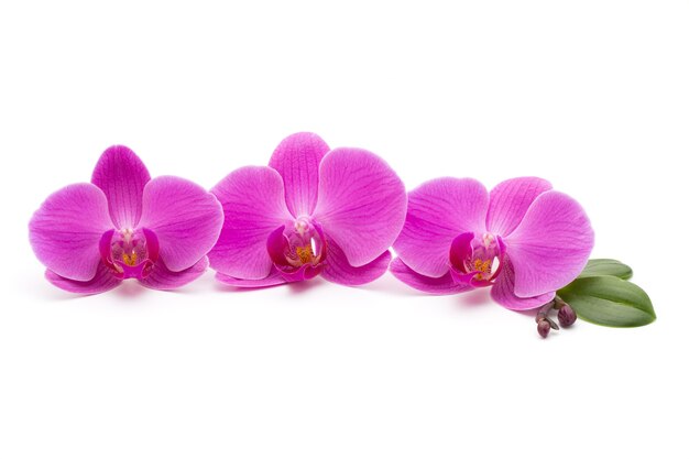 Pink orchids on white.