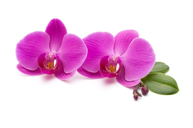 Pink orchids on white.