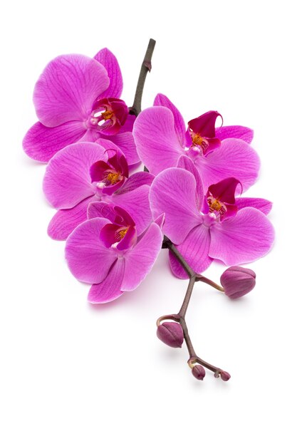 Pink orchids on the white.