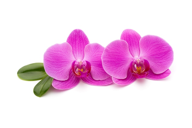 Pink orchids on the white.