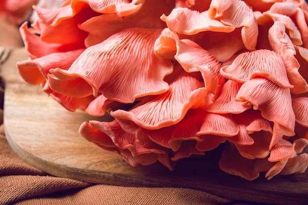 Pink oyster mushroom bunch closeup raw no people