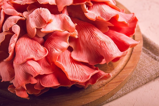 Pink oyster mushroom bunch closeup raw no people