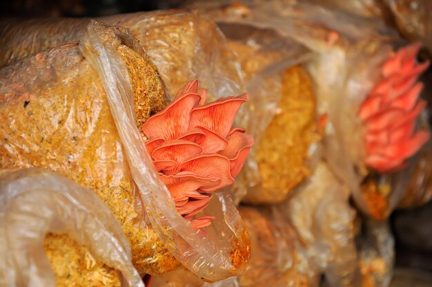 Pink oyster mushrooms growing in sawdust