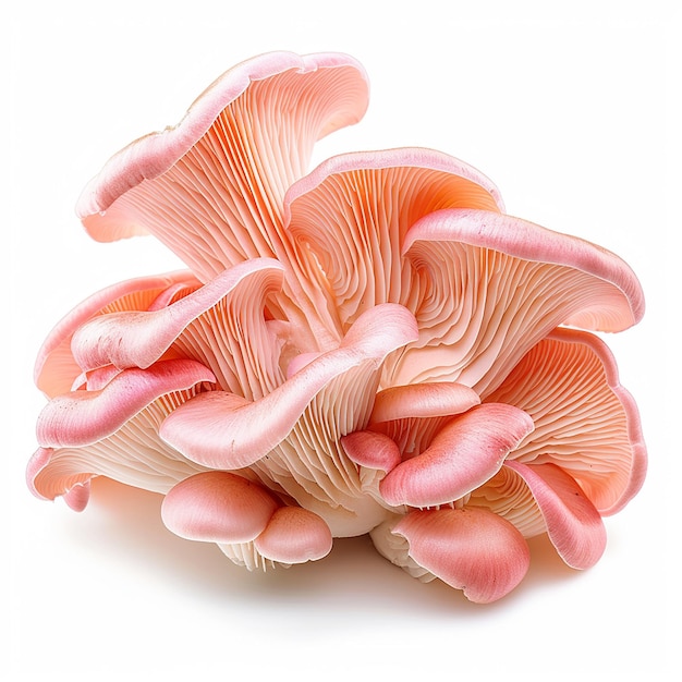Photo pink oyster mushrooms on white background