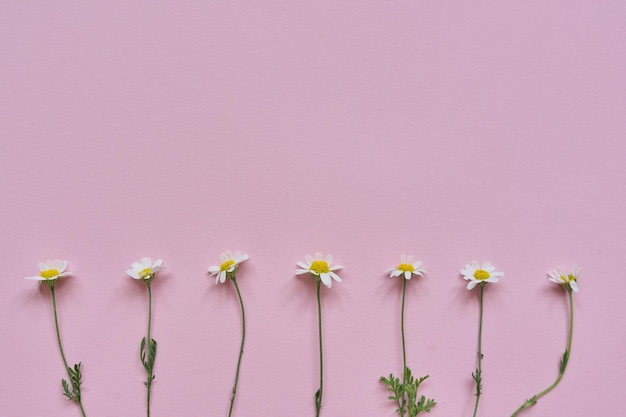 Photo pink pastel background place for text, copy space, white chamomile flowers.