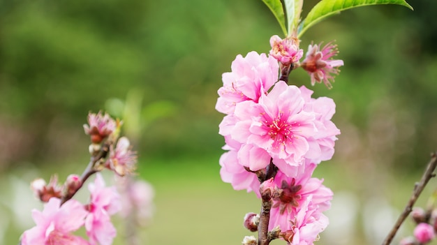 Pink peach blossom in the garden.