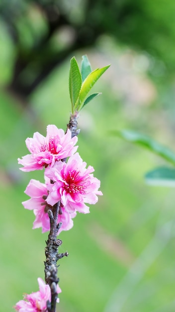 Pink peach blossom in the garden