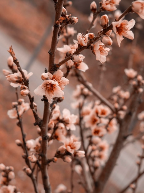 그리스의 분홍색 복숭아 나무 꽃 Prunus persica