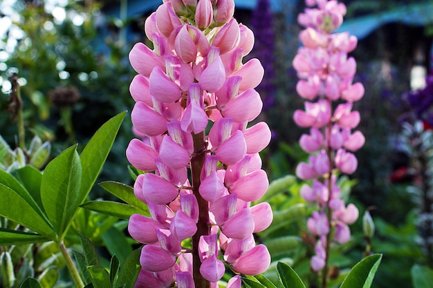 写真 ピンクパールヒヤシンスの花