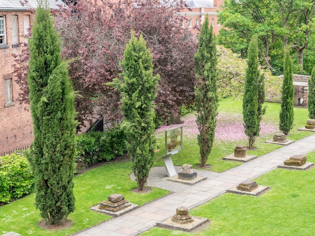 Pink pedal flowers on tree and green grass in outdoor park