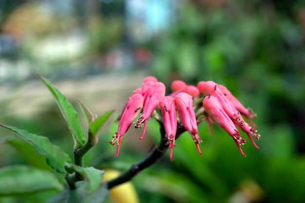 デビルズバックボーンフラワーとしても知られている自然なぼやけた背景を持つピンクのペディランサスの花