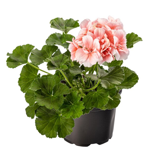 Pink pelargonium flowers