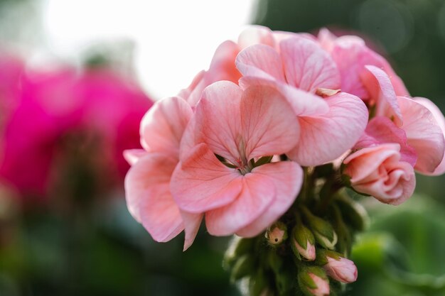 ピンクのペラゴニウム・ゾナレの花が自然の緑の背景に