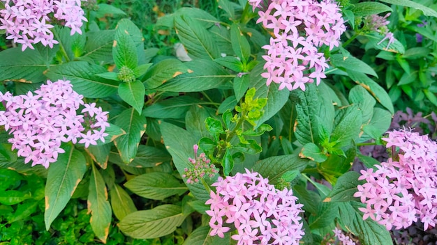 Foto pentas rosa tra fogliame verde sano