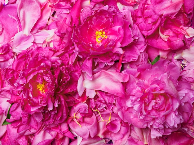 Pink peonies on the background of the petals of peonies