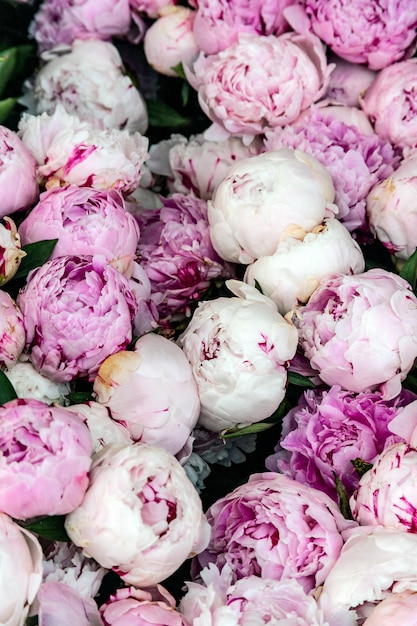 Pink peonies background, top view