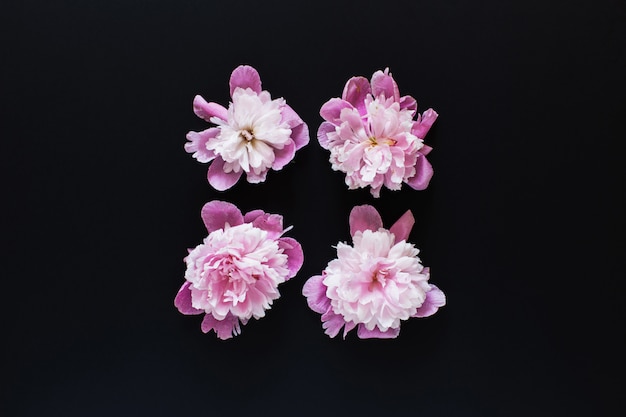 Pink peonies on black background