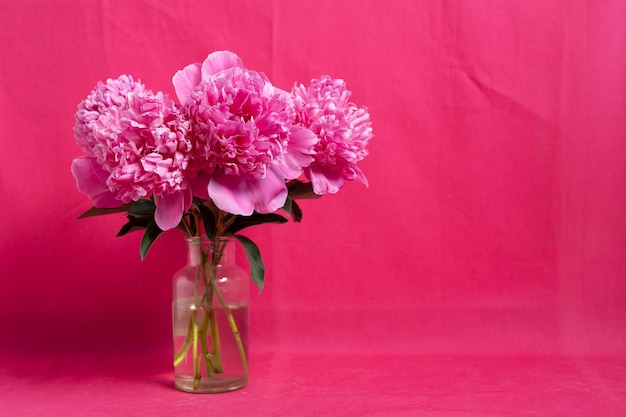 Pink peonies bouquet on a pink background