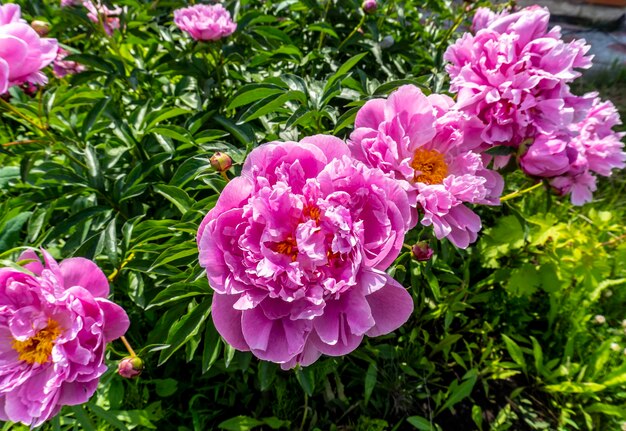 Pink peonies on a bush in the garden in summer