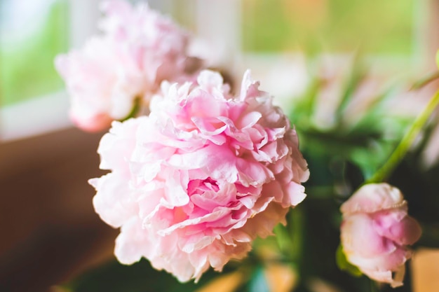 Pink peonies closeup toned soft focus Gentle floral background  Image